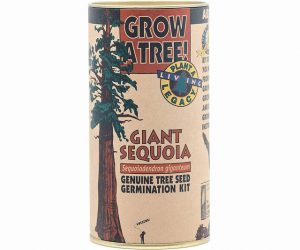 Read more about the article Giant Sequoia Growing Kit