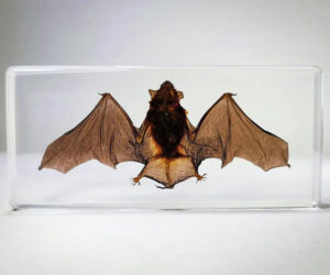 Read more about the article Real Bat Taxidermy