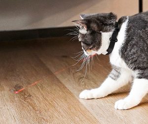 Read more about the article Laser Pointer Cat Collar
