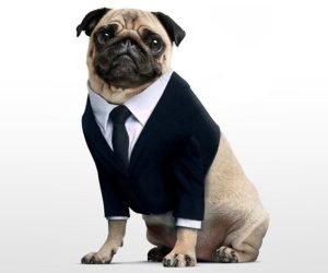 Read more about the article Pug Black Suit