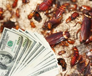 Read more about the article Release Roaches In Your Home For Money