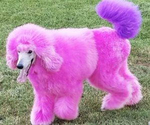 Read more about the article Temporary Pet Fur Coloring