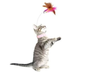 Read more about the article Teasing Feather Collar Toy<span class="rmp-archive-results-widget "><i class=" rmp-icon rmp-icon--ratings rmp-icon--thumbs-up rmp-icon--full-highlight"></i><i class=" rmp-icon rmp-icon--ratings rmp-icon--thumbs-up rmp-icon--full-highlight"></i><i class=" rmp-icon rmp-icon--ratings rmp-icon--thumbs-up rmp-icon--full-highlight"></i><i class=" rmp-icon rmp-icon--ratings rmp-icon--thumbs-up rmp-icon--full-highlight"></i><i class=" rmp-icon rmp-icon--ratings rmp-icon--thumbs-up "></i> <span>4 (360)</span></span>
